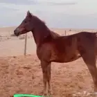 فرس عربية شعبية من شيخة أفراس