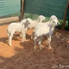 بهم هرافى حريات للبيع