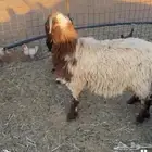خروف عمره 6شهور ونص يتمم جرمه طيب وظهره مليان