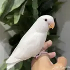 روز هدد داخلي و اليف جدا  مناسب للأطفال