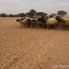 مراح نعيم كامل. تم البيع