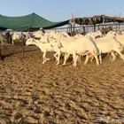 غنم حريات حرش