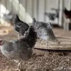 دجاج بشاير عدد اكثر من الخمسين البيع جمله و13لوهمان