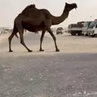 لقحه ام ثالث للبيع