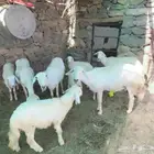 ضان حريه للبيع