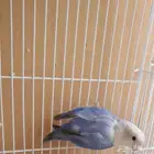 أنثى روز