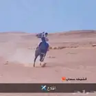 فرس حاره