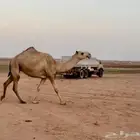 بكرة شقح جذعة