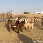 ماعز مصريات خصم