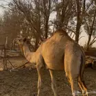 قعود اصيل طيب