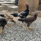 دجاج شامو للبيع