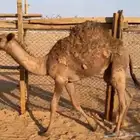 قعود طيب