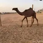 بكره عليانيه وقعود دبياني