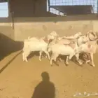 ماعز مصريات تم البيع