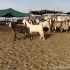 ماعز مصريات اشباب