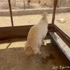 خروف جبر ناهي