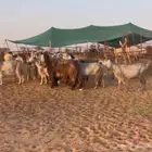 معزا مصريات شهب