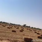 ذرة جيزانية