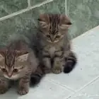 قطط للبيع ب 250