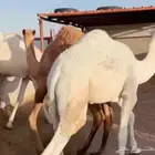 اللبييع حشو طيش طيش ماشاللله عددهم 6فيهم بكره