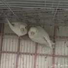 ازواج روز البينو بالانتاج