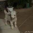 للبيع ماعز قزم