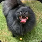 كلب بوميرينيان بيور للبيع- Pure Pomerainion for sale