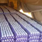 بيض