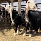 رغوث نجديه خصم تحتها رخل
