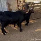 شاه متبع دغسا للبيع