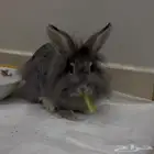 ارنب منزلي فصيله نيذرلاند