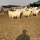 ماعز مصريات اصل اجروم وشعره ناهية تم البيع
