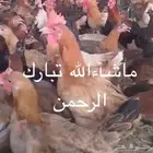 ديك بلدي للبيع جمله او قطاعي