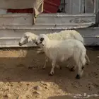 نجعه صفراء متبع للبيع