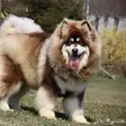 ألاسكا مالموت جاينت للتزاوج