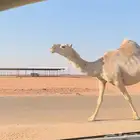 لقحه ثنو طيبه وقريب ولادها