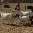 معزا بيشيات مقاني