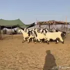 تم البيع. ماعز مصريات ربد