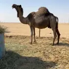 متلي تلاقي عقب 3 شهور