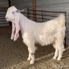 تيس ابيض فحل