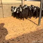 جفرات عوارض نظيفه