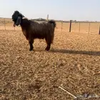 فحل قبرصي جرم ناهي تم البيع