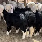 رخال نجد خصم منوة القناي