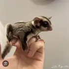 ابحث عن شوقر قلايدر