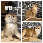 سكوتش مستويات قوية