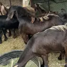 جفار ومعزا مصريات هجين شامي بفحولها مراح