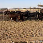 جذعات قبرصيات جم
