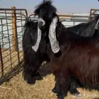 تيوس عوارض صنف