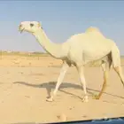 قعود اوضح كفو