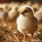 صوص لاحم روس 308